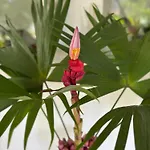 Pousada Recanto Itagua